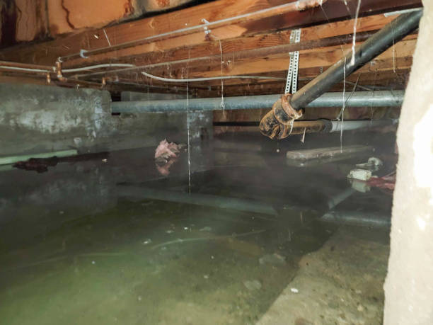 Best Professional water damage repair  in Buies Creek, NC